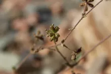 Boerhavia repens fruits