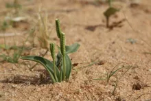 Whole plant