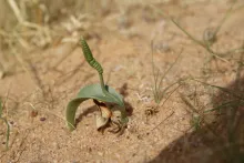 Whole plant
