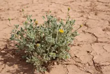 Whole plant