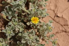Pulicaria guestii flowers