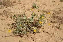 Whole plant