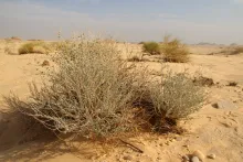 Whole plant