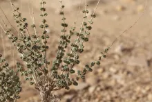 Whole plant