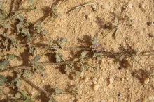 Zygophyllum glutinosum leaves