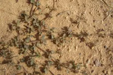 Zygophyllum glutinosum leaves