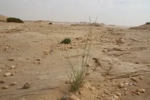 Whole plant