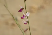 Polygala sinaica var. glabrescens flower