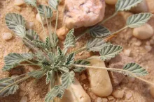 Monsonia nivea leaves