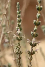Thymbra nabateorum flowers