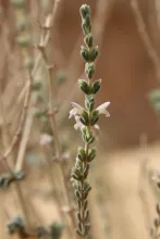 Thymbra nabateorum flowers