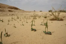 Whole plant
