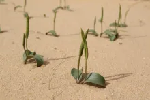 Whole plant