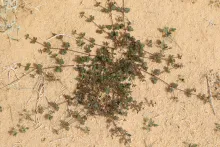 Whole plant