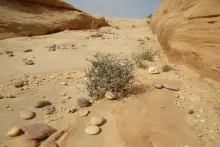 Whole plant