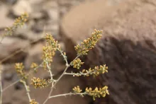 Artemisia sieberi flowers