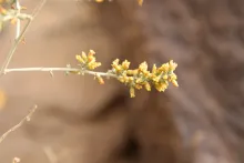 Artemisia sieberi flowers