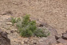 Whole plant