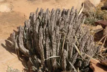Whole plant