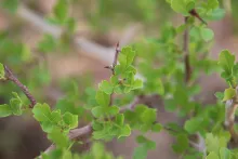 Searsia tripartita leaves
