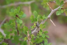 Searsia tripartita leaves