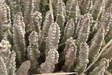 Whole plant