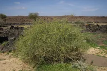 Whole plant