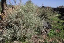 Whole plant