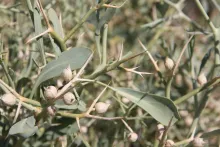 Zilla spinosa fruits