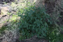 Whole plant