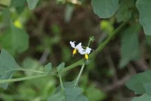 Solanum villosum flower
