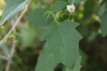 Solanum villosum leaf
