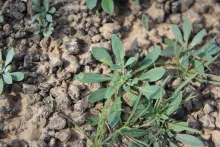 Whole plant