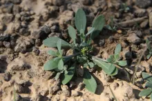Whole plant