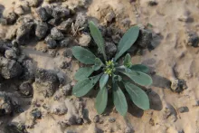 Whole plant