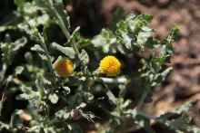 Pulicaria undulata flowers