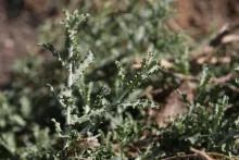 Pulicaria undulata leaves