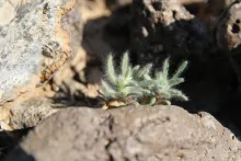Small Bassia muricata