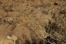 Noaea mucronata branches