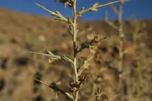 Noaea mucronata flowers