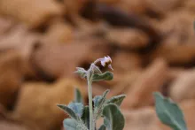 Trichodesma africanum flower
