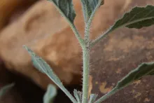 Trichodesma africanum leaves