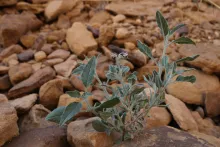 Whole plant
