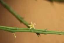 Caudanthera sinaica flower