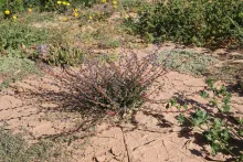 Whole plant