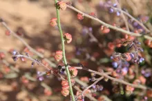 Microparacaryum intermedium fruits
