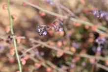 Microparacaryum intermedium flower