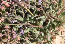 Microparacaryum intermedium leaves