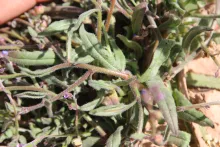 Microparacaryum intermedium leaves