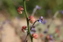 Microparacaryum intermedium fruit